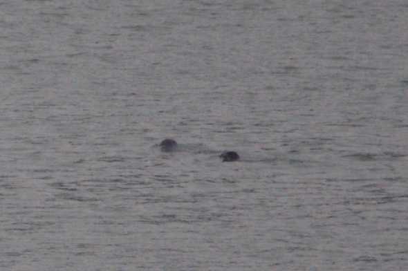 30 November 2020 - 13-38-29
We saw about a dozen seals lazing on the pontoons off Noss-on-Dart last week. These two passed us heading upriver. Seems Noss is the in-place if you're a seal.
---------------------------
Two seals in river Dart